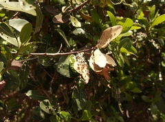 Eriophyes inermae