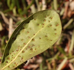 Eriophyes inermae