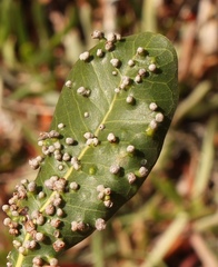 Eriophyes inermae