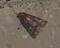 Condica albigera
