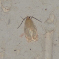 Antaeotricha haesitans
