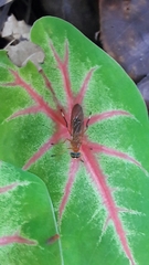 Ptecticus testaceus