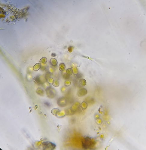 Mesotaenium chlamydosporum
