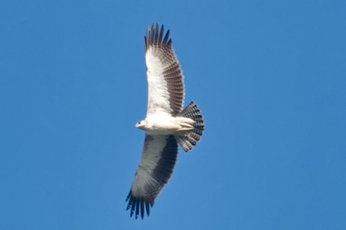 Martial Eagle