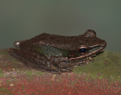 Chalcorana megalonesa