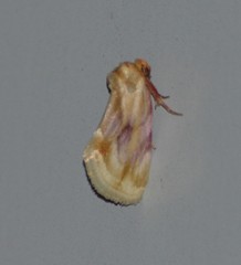 Chamaeclea basiochrea