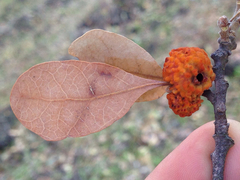 Burnettweldia corallina