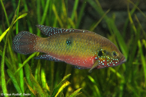 Red Jewel Cichlids