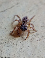 Mexigonus