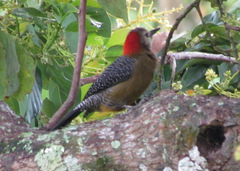 Melanerpes radiolatus