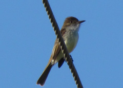 Myiarchus barbirostris