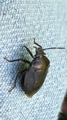 Antiteuchus tripterus