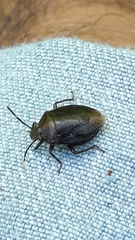 Antiteuchus tripterus