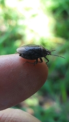 Antiteuchus tripterus