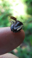 Antiteuchus tripterus