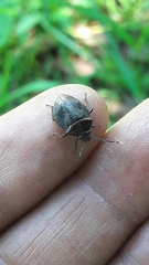 Antiteuchus tripterus