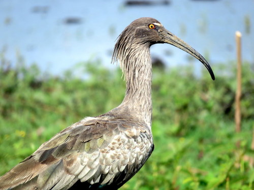 Theristicus caerulescens