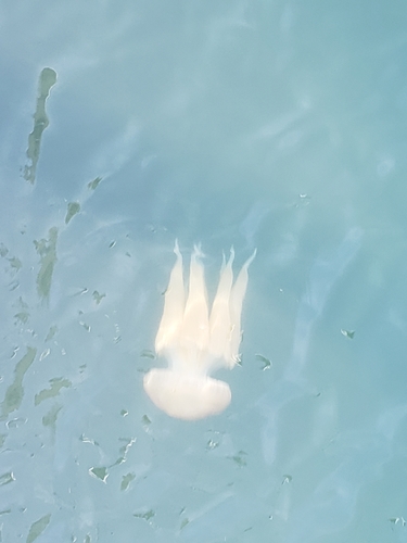 Catostylus tagi