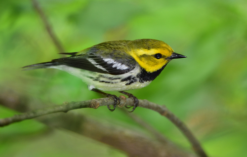Black-throated Green Warbler, photo 7 of 10