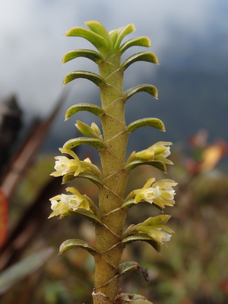 Fernandezia crystallina