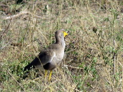 Vanellus senegallus lateralis
