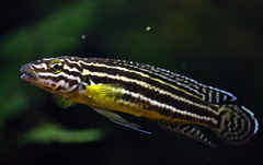 Convict Julie photo 1