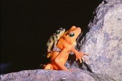 Clown Frog photo 4