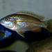Labidochromis joanjohnsonae - Photo (c) Riftreef,  זכויות יוצרים חלקיות (CC BY-SA)