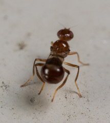 Sepsidoscinis maculipennis