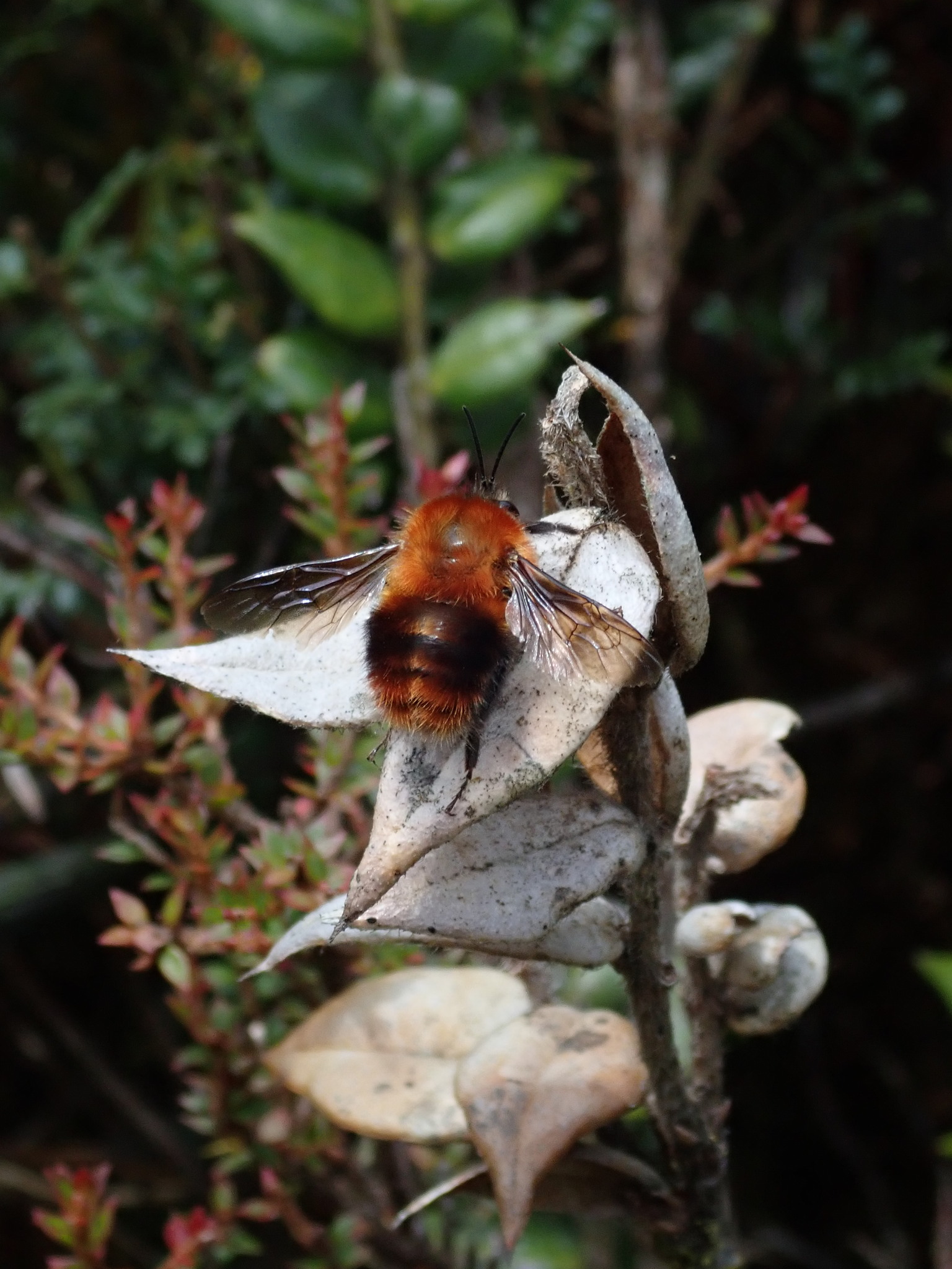 Bombus rubicundus image