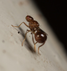 Sepsidoscinis maculipennis