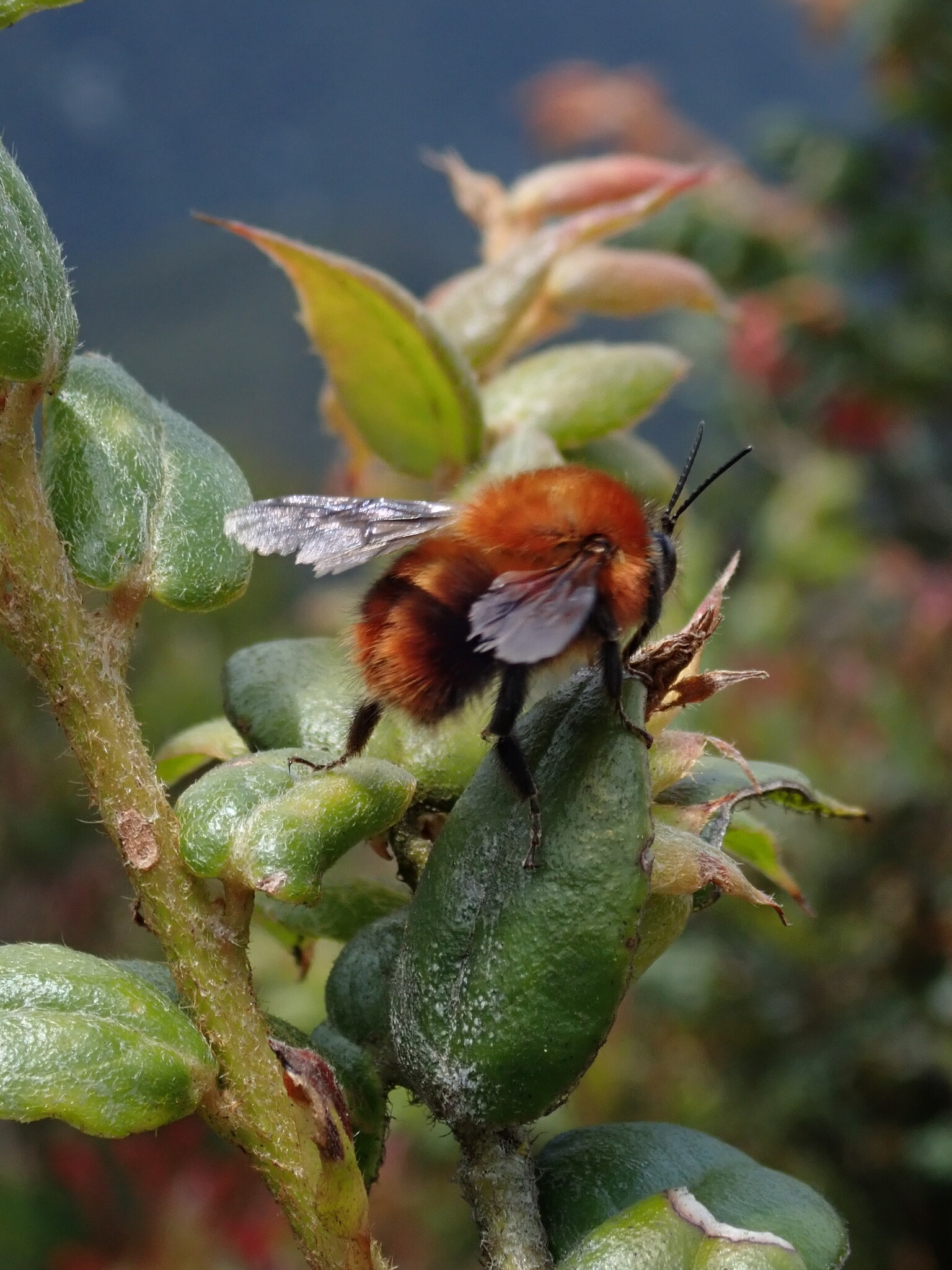 Bombus image