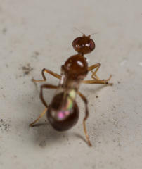 Sepsidoscinis maculipennis