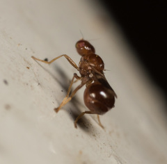 Sepsidoscinis maculipennis