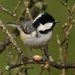 Coal Tit - Photo (c) Aviceda, some rights reserved (CC BY-SA)