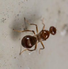 Sepsidoscinis maculipennis