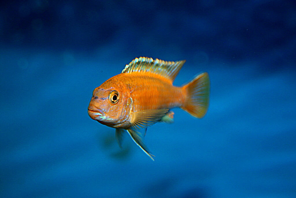 Bluegray Mbuna