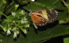 Ithomia iphianassa