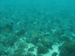 Haemulon maculicauda