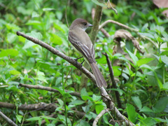 Myiarchus stolidus