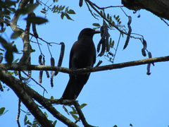 Corvus jamaicensis