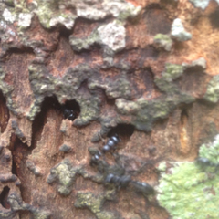 Tetraponera rufonigra