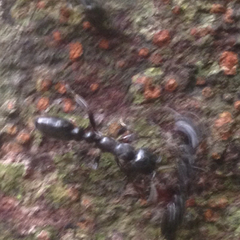 Tetraponera rufonigra