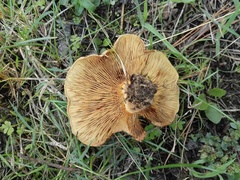 Paxillus involutus image