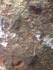 Tetraponera rufonigra