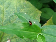 Neolema fasciata