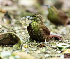 Xiphocolaptes promeropirhynchus