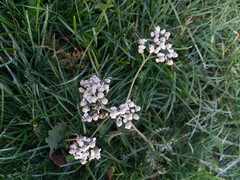 Achillea millefolium