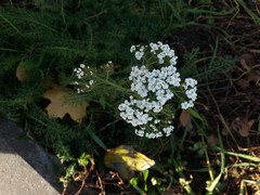 Achillea millefolium
