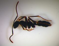 Leptogenys diminuta